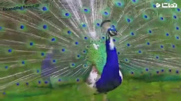 لحظه باز شدن پرهای طاووس