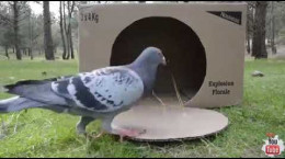 ویدیو آموزش ساخت تله کبوتر با کارتن