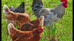 طرح پرورش مرغ محلی با سرمایه کم و سود میلیونی