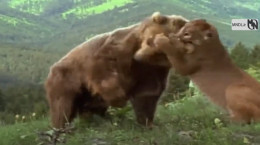 کلیپ حمله خرس به شیر کوهی