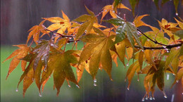 کلیپ طبیعت پاییزی بارانی