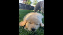 کلیپ سگ خواب آلود برای استوری اینستاگرام