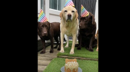 کلیپ جشن تولد سگ با حضور دوسنتانش