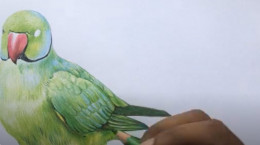 طراحی و نقاشی طوطی با مداد رنگی