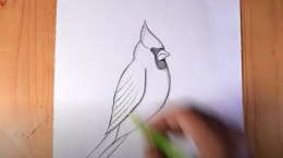 آموزش کشیدن نقاشی پرنده کاردینال