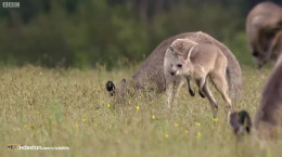 دعوا و بوکس عجیب کانگورو ها در حیات وحش استرالیا