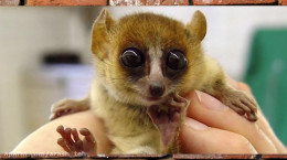 ۱۳ تا از کوچک ترین حیوانات جهان