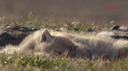 مستند شکار - گرگ سفید قطبی