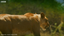 ویدیویی زیبا و دیدنی از تقابل شیرها و گراز وحشی