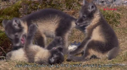مستند شکار کردن روباه قطبی