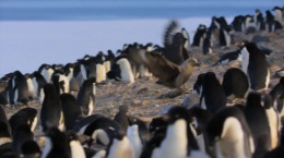مستند جالب پنگوئن‌ها (penguins ۲۰۱۹)