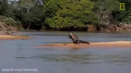فیلم شکار تمساح توسط یوز پلنگ