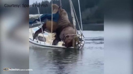 ویدیو قایق سواری شیرهای دریایی !!
