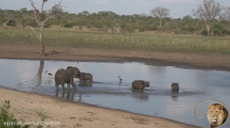 حمل فیل به گاومیش های وحشی
