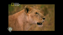 مستند فارسی گروه برتر شیر ها و شکارچیان سرنگتی