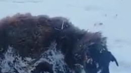 فیلم دلخراش یخ زدن حیوانات در دمای ۵۶- درجه قزاقستان