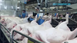 کارخانه و کشتارگاه فرآوری گوشت خوک در اروپا