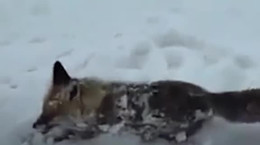 صحنه های عجیب از یخ زدن حیوانات در برف و کولاک ترکیه