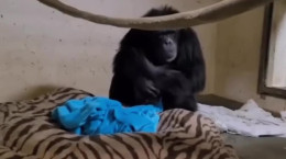 لحظه عاشقانه شامپانزه مادر و نوزاد مرده اش
