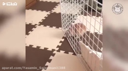 کلیپ جالب و بامزه فرار کردن حیوانات از قفس