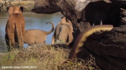 راز بقا - کلیپ فوق العاده مهیج و دیدنی نبرد بین مار کبرا و شیر