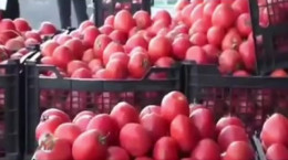 گوجه کشاورز ۵۰۰ تومان گوجه مغازه ۲۳ هزار تومان