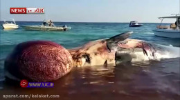 دومین نهنگی که در ساحل کیش به گل نشست