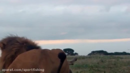 مستند دیدنی حیات وحش آفریقا با میلیونها حیوانات وحشی - طولانی