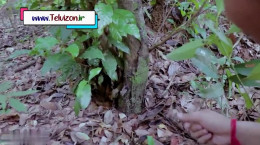 شکار و خوردن قورباغه در جنگل