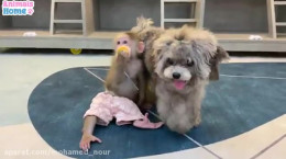 کلیپ بازی کردن سگ و میمون با هم