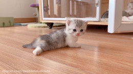 تلاش بچه گربه برای راه رفتن