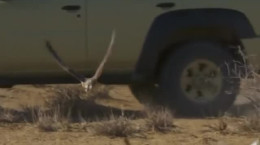 استفاده از شاهین برای شکار مرغابی در کشورهای عرب