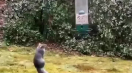 بازیگوشی سنجاب با ظرف غذا