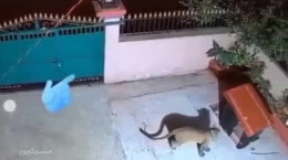 پلنگی که سگ را در حیاط خانه شکار میکند