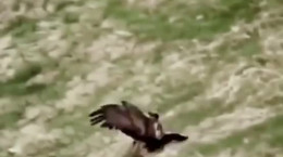 کلیپ شکار روباه توسط عقاب
