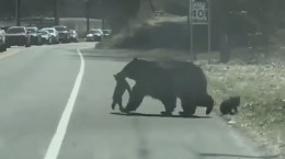 خرس مادری که سعی می کند توله هایش را از جاده عبور دهد