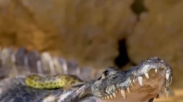 شکار تمساح توسط آناکوندای زرد