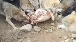 غذا دادن به گله گرگ وحشی