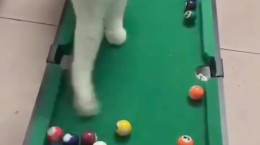 کلیپ گربه ای که بیلیارد بازی می کند