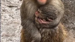 مهر مادری میمون به بچه اش در سرما