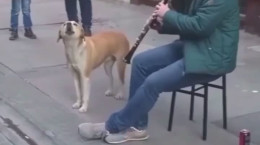 کلیپ آواز خواندن سگ در کنار نوازنده