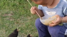 کلیپ غذا دادن کودک به پرنده ها