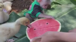 کلیپ هندوانه خوردن بچه میمون و اردک ها