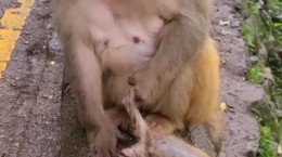 کلیپ ناراحتی میمون از مرگ فرزندش