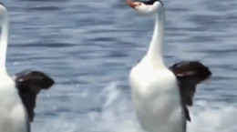 کلیپ مسابقه اردک ها با دویدن روی آب!