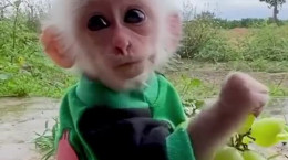 کلیپ میمون خنده دار درحال خوردن انگور