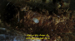 مستند سیاره سبز قسمت 5 زیرنویس فارسی