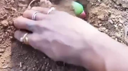 کلیپ لحظه غم انگیز خاک کردن طوطی