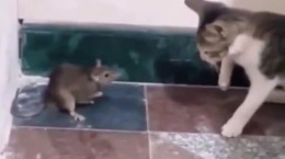 کلیپ کتک خوردن موش از گربه