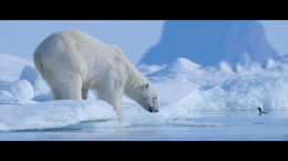 مستند سینمایی خرس قطبی 2022 زیرنویس فارسی